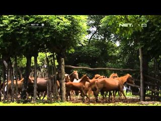 NET17 Kegagahan Kuda kuda Sumba