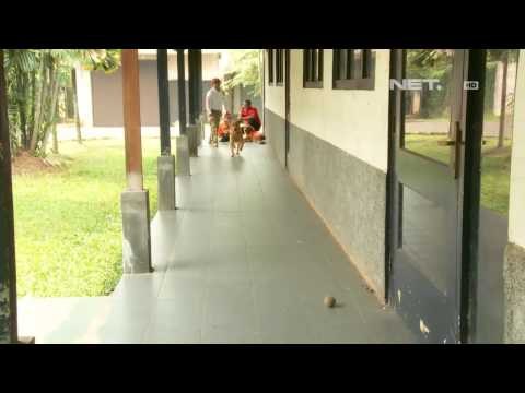 IMS - Anjing Penyelamat