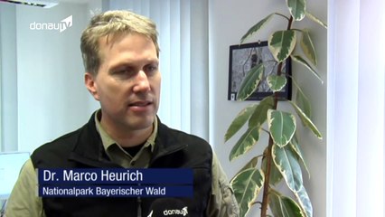 Rückkehr – Auf den Spuren der ersten Wölfe in Niederbayern!-oSjwEs7pRhk