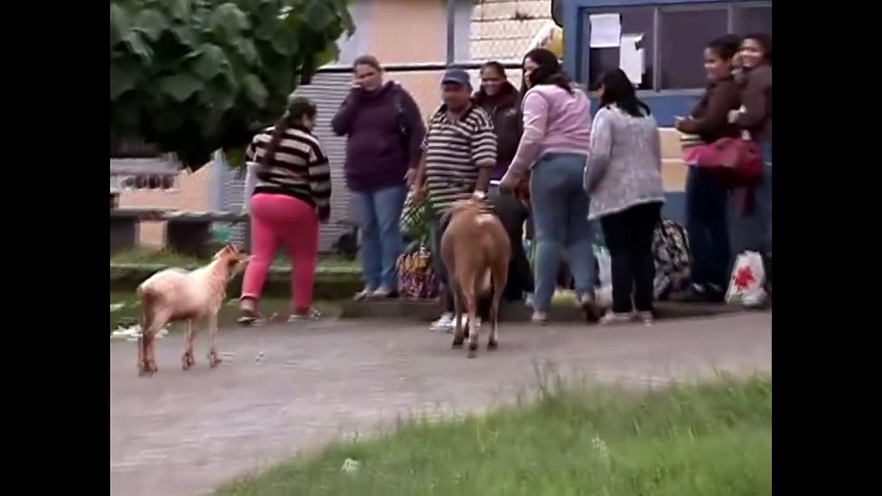 AKSI LUCU NEKAT BRUTAL DOMBA & KAMBING DI JALANAN.. bikin terpingkal-pingkal