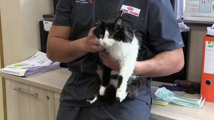 Unfallkater Puch freut sich über neue Beine