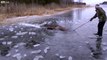 Un couple tente de secourir un élan pris au piège d'un lac gelé