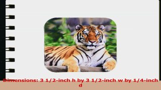 3dRose LLC Siberian Tiger Coaster Soft Set of 8 381f49c9