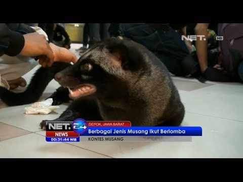 NET24 - Kontes Musang di Depok