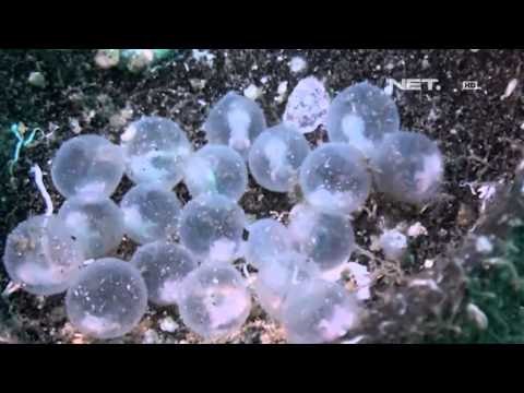 NET12 Daftar Satwa Laut Cerdas