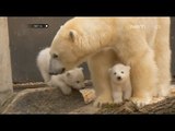 NET24 - Dua bayi beruang kutub dipamerkan pertama kali di kebun binatang Hellabrun Jerman