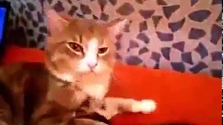 Xорек и кошка смешные животные звери видео июнь 2016
