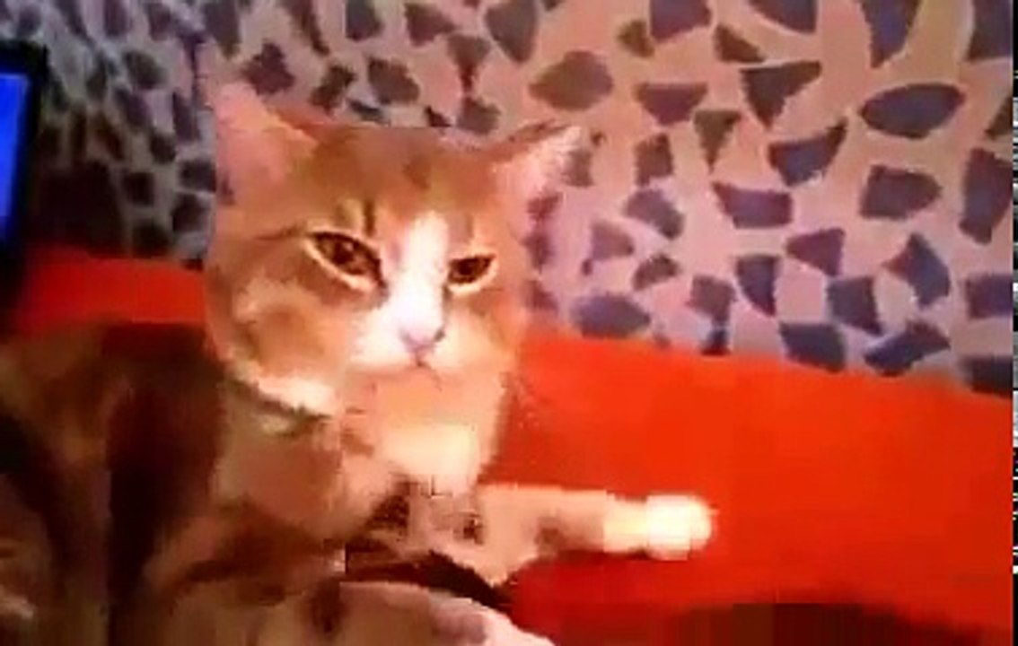 Xорек и кошка смешные животные звери видео июнь 2016