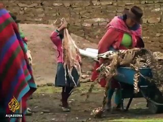 পেরুতে ঠাণ্ডায় ১ লাখ ৮০ হাজার আলপাকার মৃত্যু