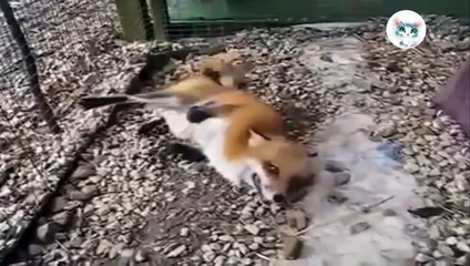 Лиса смеётся как человек  Прикол