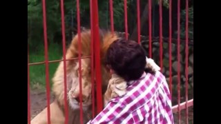 Приколы про животных. Обнимашки со львом.  Fun with animals.