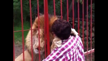 Приколы про животных. Обнимашки со львом.  Fun with animals.