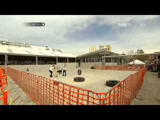 NET24 - Pusat Pelatihan Anjing di Melbourne Australia