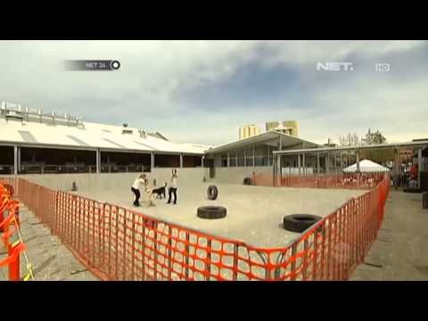 NET24 - Pusat Pelatihan Anjing di Melbourne Australia
