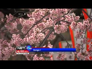 NET24 - Bunga Sakura Bermekaran di Tokyo Jepang