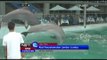 NET12 - Aktivis penyelamat hewan di peru, selamatkan 2 ekor lumba lumba di sebuah kolam kecil Hotel