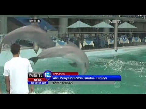 NET12 - Aktivis penyelamat hewan di peru, selamatkan 2 ekor lumba lumba di sebuah kolam kecil Hotel