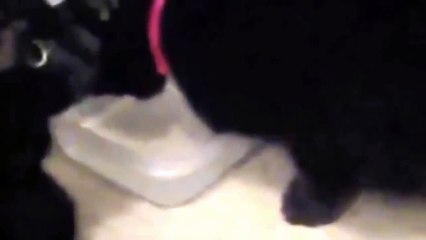 Смешной кот ест и говорит Ням Ням Ням