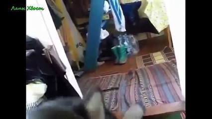 Приколы с животными! Наши братья малые!
