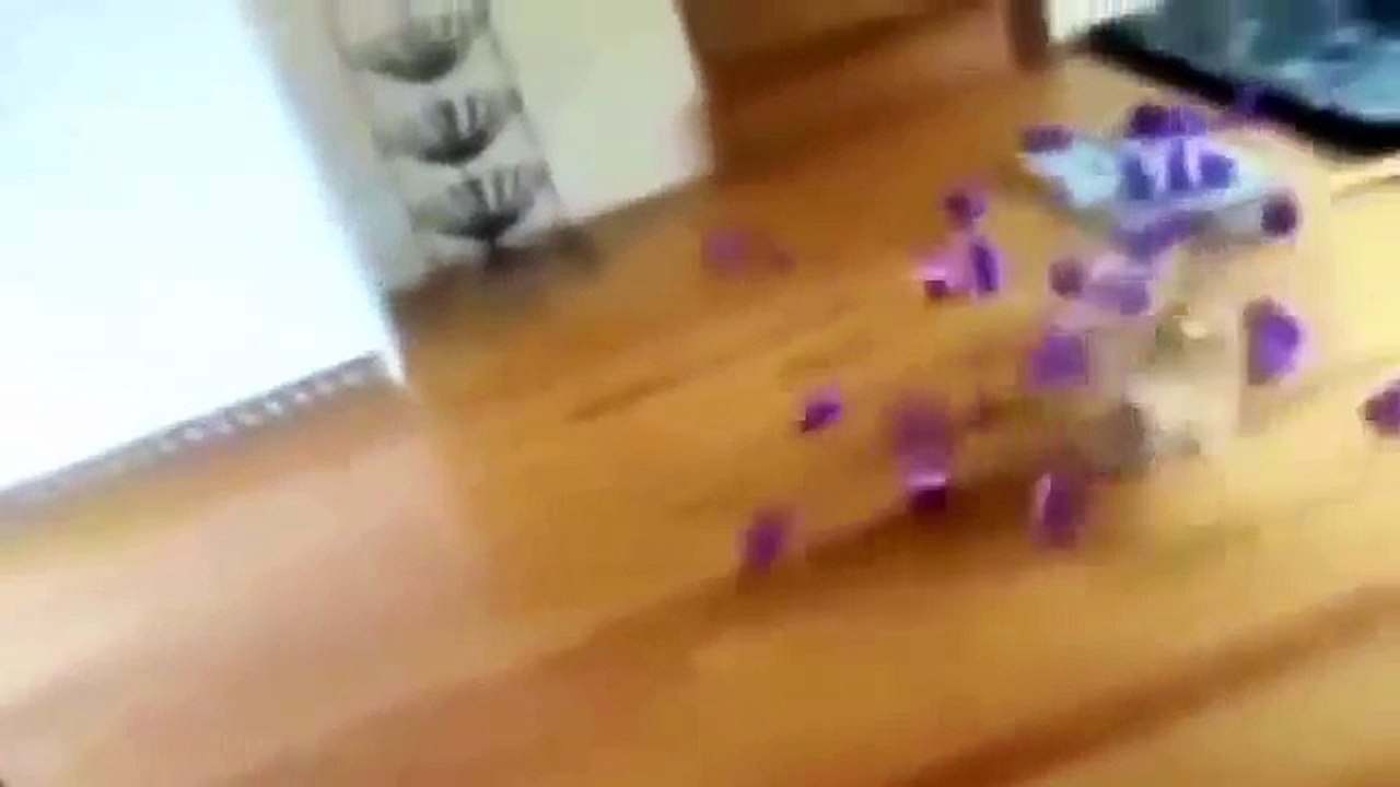ТОП 10 приколов с кошками новинка   смотреть бесплатные видео приколы онлайн1