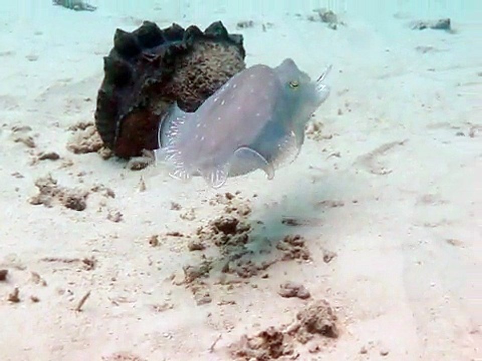 Beautiful Octopus