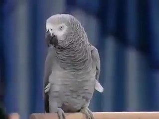 ‪AweSome Birds- The Talking Parret