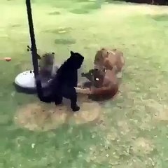 ‫Awww Friends ♥ - Wildlife Pictures