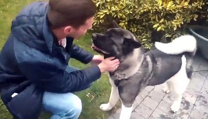 Tournai: la profession de Dylan, Dog Trotteur