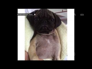 Andrea Dian anggap anjing seperti keluarga