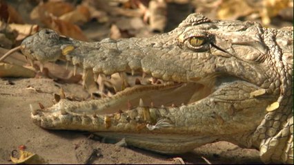 New Gambian government hopes to revive tourism