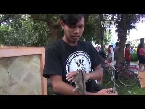 NET JATIM - Komunitas pecinta Sugar Glider di Malang