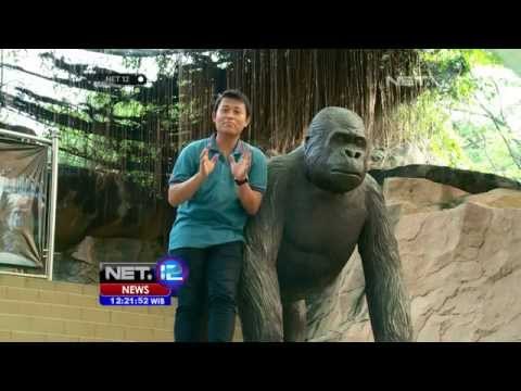 NET12 - Pusat primata Schmutzer di Taman Ragunan