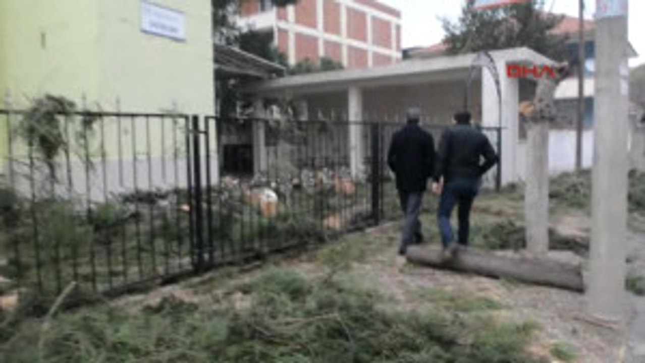 Turgutlu Cami Bahçesindeki Ağaç Kesimine Tepki