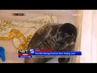 NET5 - Kondisi mengenaskan bayi anjing laut di Rusia