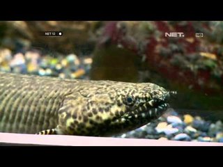 NET12-Taman Akuarium Air Taman Mini Indonesia Indah