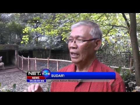 NET24 Seekor Bayi Harimau Sumatera Jantan Lahir di Kebun Binatang Bandung