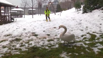 Trabzonlu Işçinin Buzlu Gölette Kuğu Kurtarma Mücadelesi