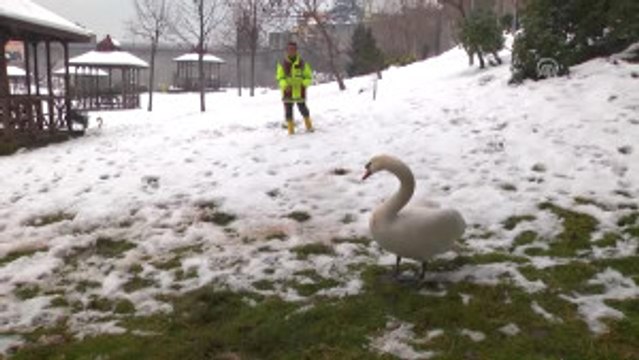 Trabzonlu Işçinin Buzlu Gölette Kuğu Kurtarma Mücadelesi