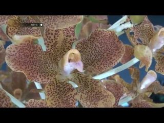 NET5 - Pameran ragam anggrek percantik kota