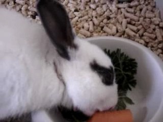 Lapine Perle