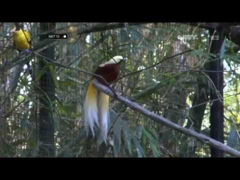 NET12 - Interaksi dengan Satwa di Bali Safari Marine Park