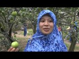 NET5 - Wisata Petik Apel di Kota Batu