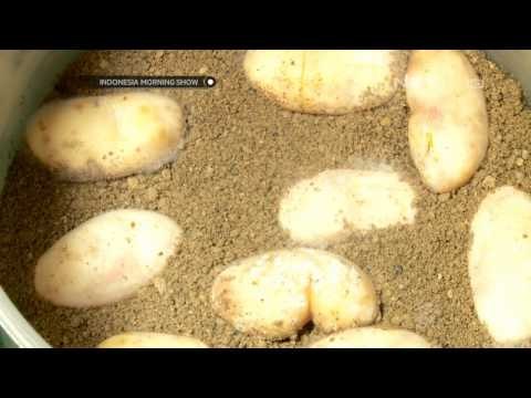 IMS Komunitas Pecinta Iguana