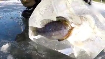 Mais comment cela a pu arriver !