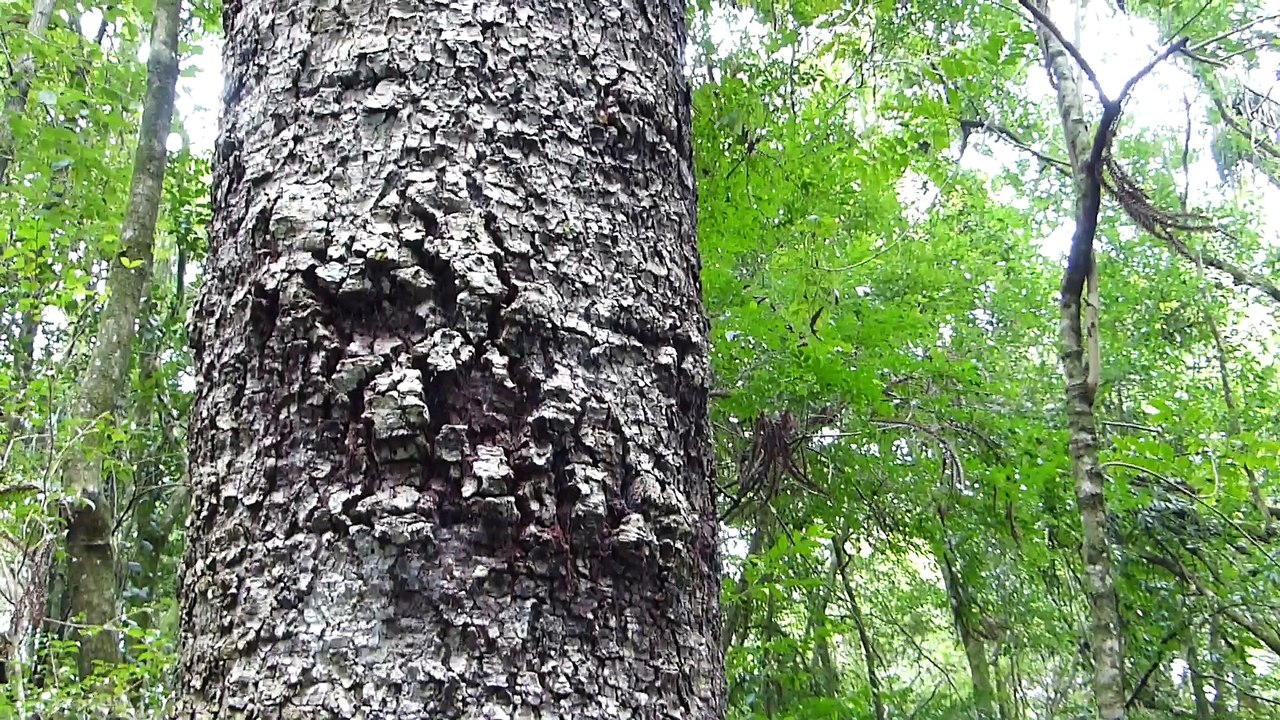 flora brasileira PINHEIROS ARAUCÁRIA paraná pine paranaense paisagismo florestas rainforest brazil