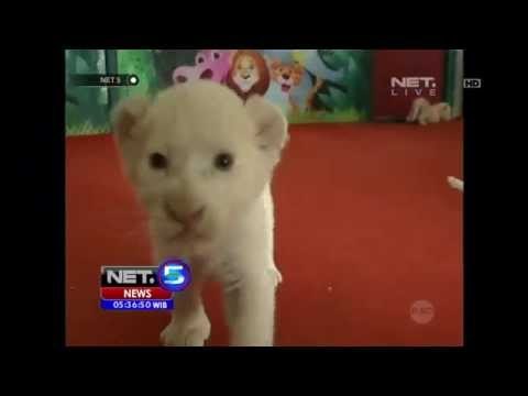 NET5 - Penampilan lucu bayi bayi singa dan harimau