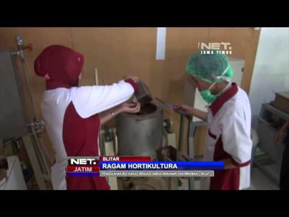 NET JATIM - Budidaya dan pengolahan Biji Kakao