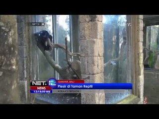 NET12 - Reptil langka di ambang kepunahan di Bali