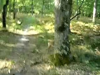 Pictave promenade forêt de Moulière 3