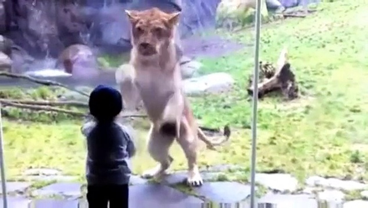 Lustig: Löwe und Kind spielen Abklatschen